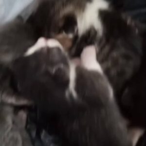 frisch geborene Katzenkinder weggeworfen wie Müll