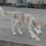 Huskymädchen Marie geb.06.06.21