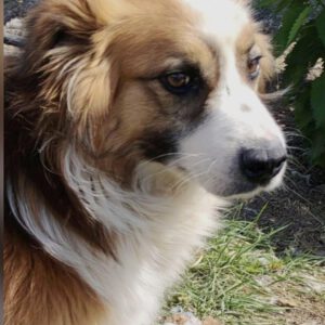 Berry ( m ) geb. 06.01.21