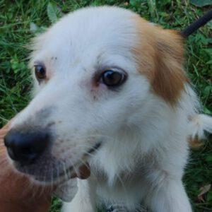 Spot ( m ) geb. 27.03.2021