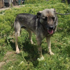 Didi ( m ) geb. 21.03.2021