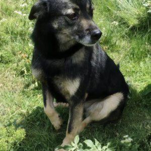 Fibi ( m ) geb. 21.03.2021